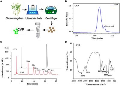 A Novel Polysaccharide From Chuanminshen violaceum and Its Protective Effect Against Myocardial Injury